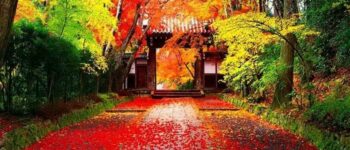 Mùa thu Nhật Bản – Những loài cây tiêu biểu