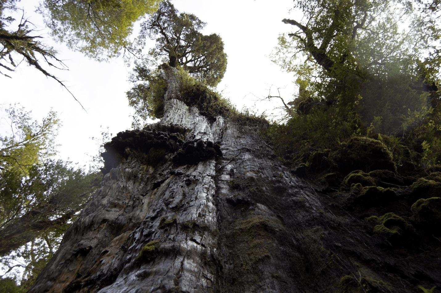 Khám phá những cây cổ thụ lâu đời nhất thế giới, có cây từ thời tiền sử - 1