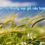 Việt Nam có loại gió nào hoạt động?