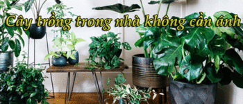 10 cây trồng trong nhà không cần ánh sáng giúp lọc không khí