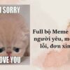 101+ meme xin lỗi người yêu, meme mèo xin lỗi cute nhất