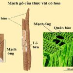 Nguyên nhân nước được vận chuyển ở thân chủ yếu qua mạch gỗ