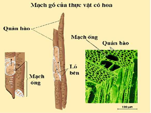 nước được vận chuyển ở thân chủ yếu