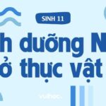 Sinh 11: Lý Thuyết Dinh Dưỡng Nitơ Ở Thực Vật Và Câu Hỏi Trắc Nghiệm