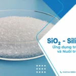 SiO2 - Silic Dioxit: Ứng dụng trong đời sống và Nuôi trồng thủy sản