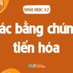 Các bằng chứng tiến hóa - Sinh học 12